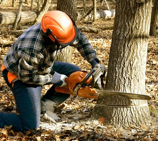 Tree Removal in Milford, NE